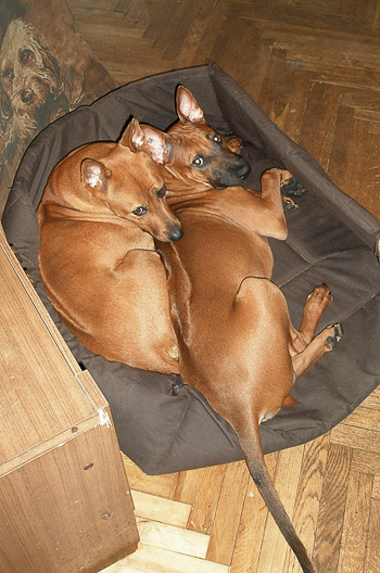alt&taja.jpg
